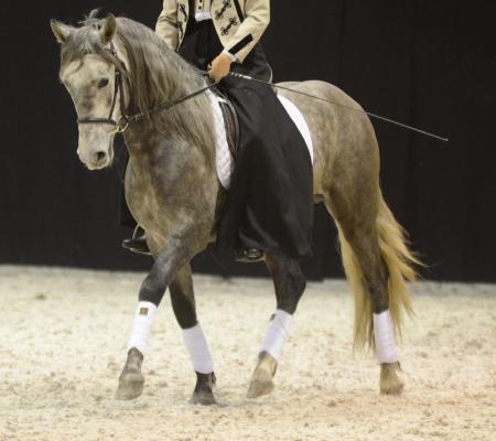 lusitano rencontres